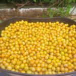 WhatsApp Image 2025-06-09 at 1.42.27 PM (3)